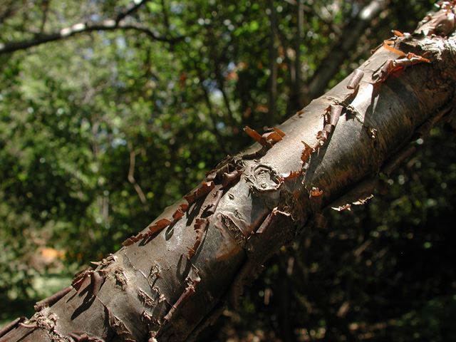 Heteromorpha trifoliata branch bark