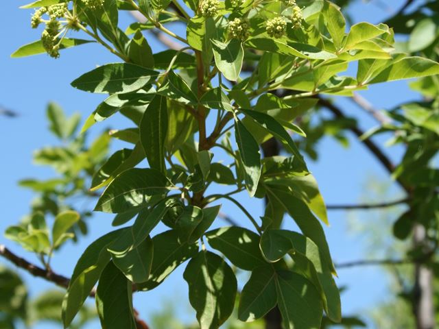 Heteromorpha trifoliata leaves Parsley tree