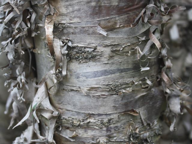 Heteromorpha trifoliata stem bark