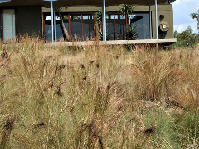 Heteropogon contortus Wild grass that gives a prairie feel at Lengau Welgevonden