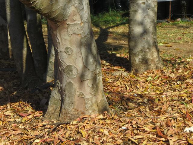 Heteropyxis canescens tree bark on stems