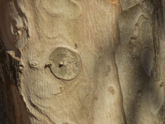 Heteropyxis canescens tree bark