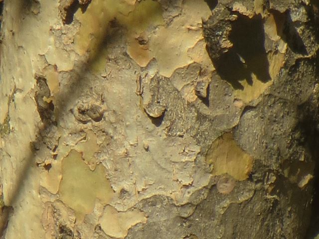 Heteropyxis natalensis bark