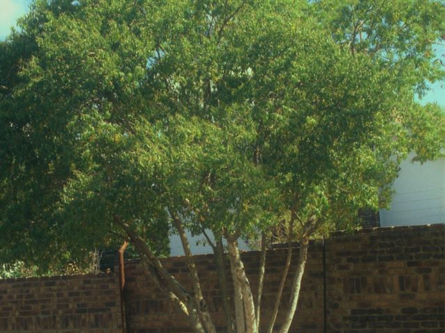 Heteropyxis natalensis multistemmed tree