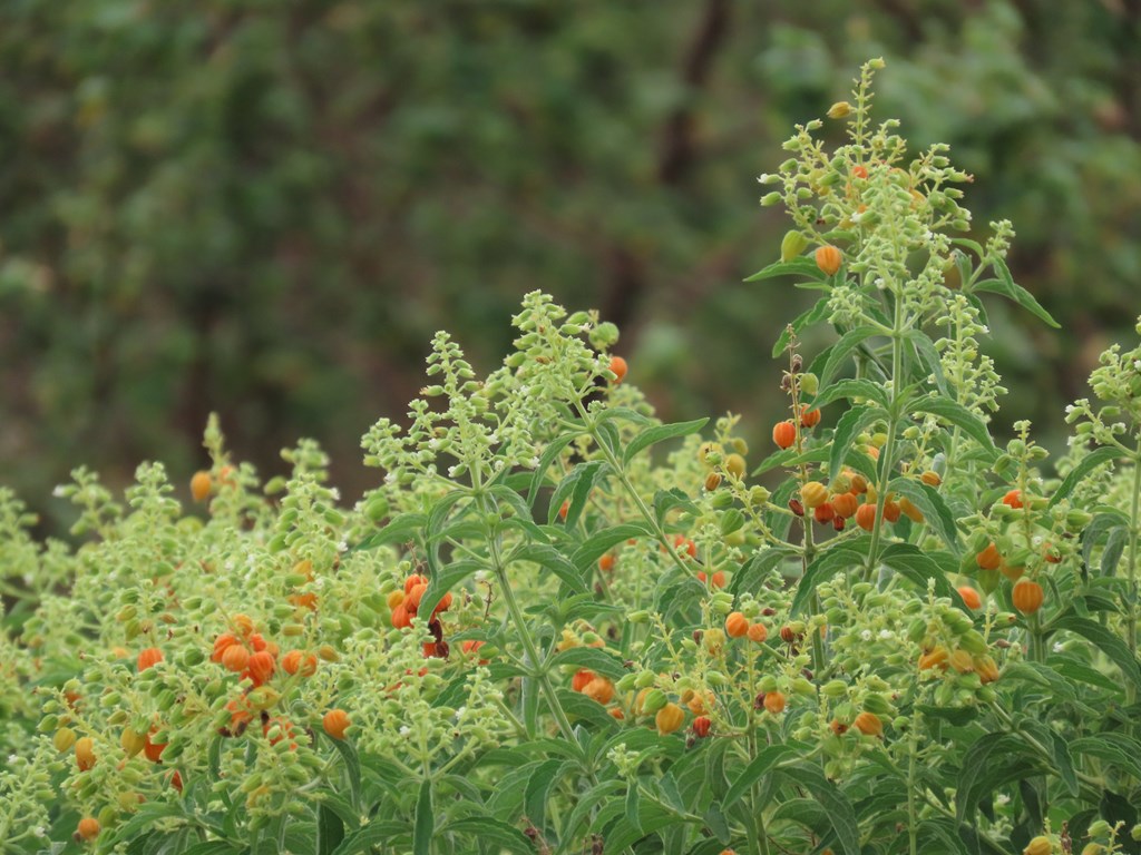 Hoslundia opposita Orange Bird berry, Bird Gooseberry Uyaweyawe