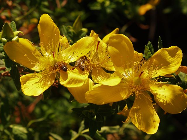 Hypericum revolutum bee pollinators