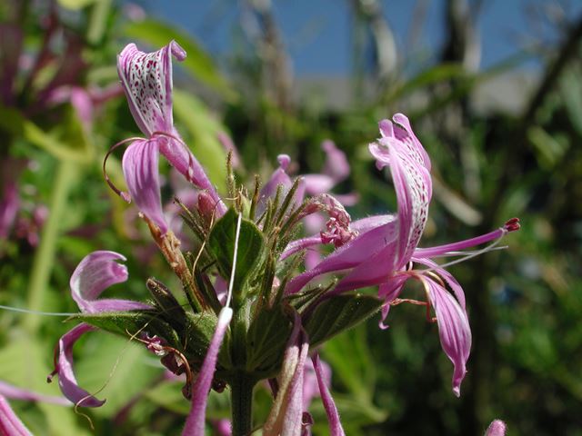 Hypoestes aristata flower close up