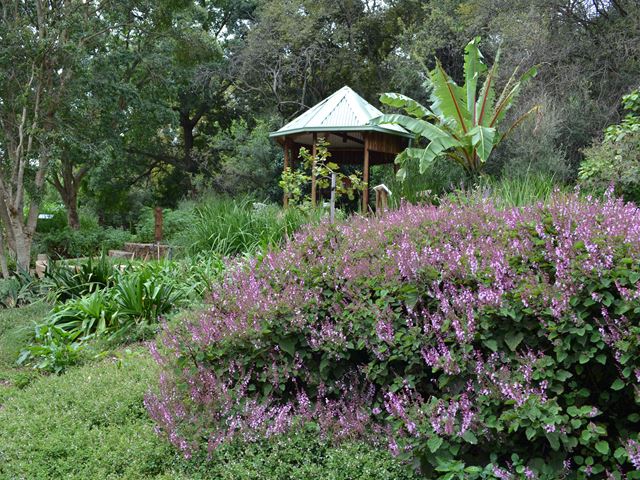 Hypoestes aristata medium sized shrub for semi shade Walter Sisulu Botanical Gardens