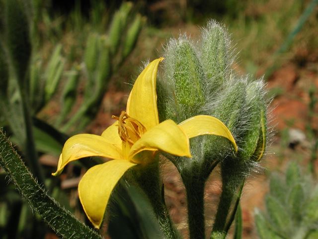 Hypoxis hemerocallidea flower flower bud