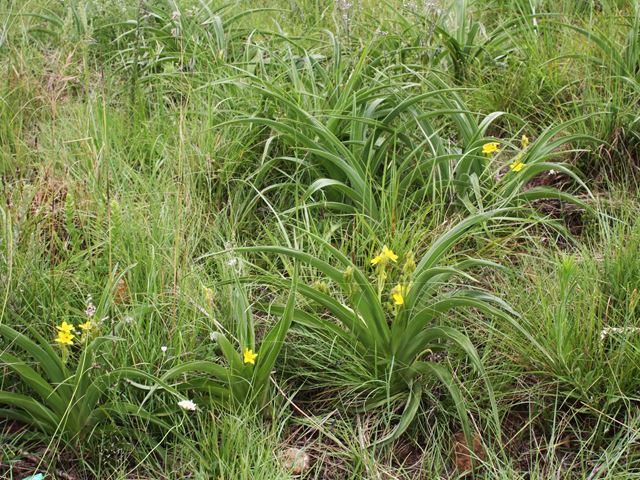 Hypoxis hemerocallidea flowering bulb in grassland
