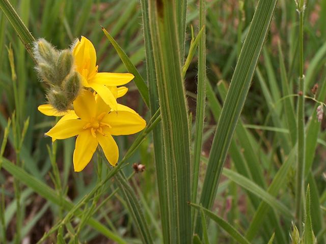 TÌNH YÊU CÂY CỎ ĐV 5 - Page 13 Hypoxis-rigidula-flower-leaves
