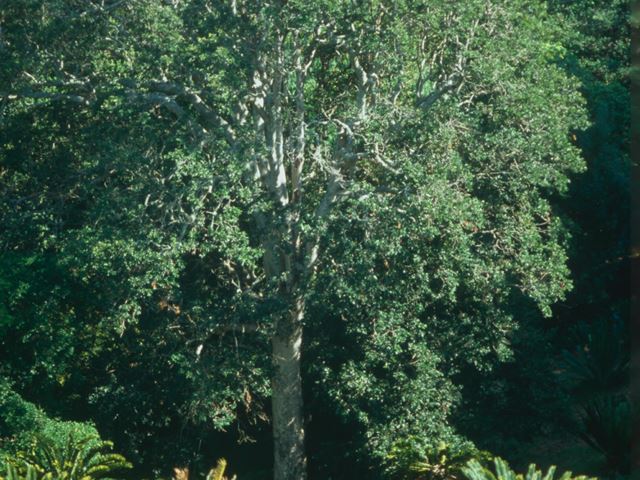 Ilex mitis mature tree Kirstenbosch