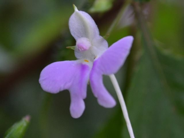 Impatiens hochstetterii flower showing nectar holding spur