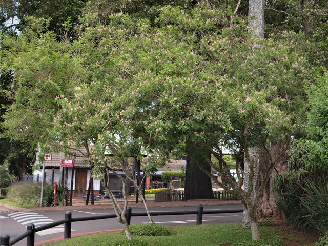 Indigofera frutescens indigenous flowering small tree or large shrub