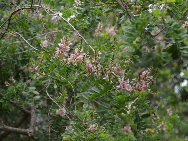Indigofera frutescens indigenous plant with pink flowers