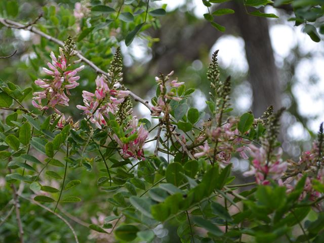 Indigofera frutescens tree for small gardens