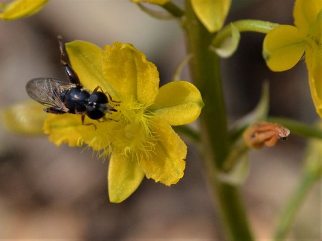 Insect pollinating Bulbine abyssinica flowers