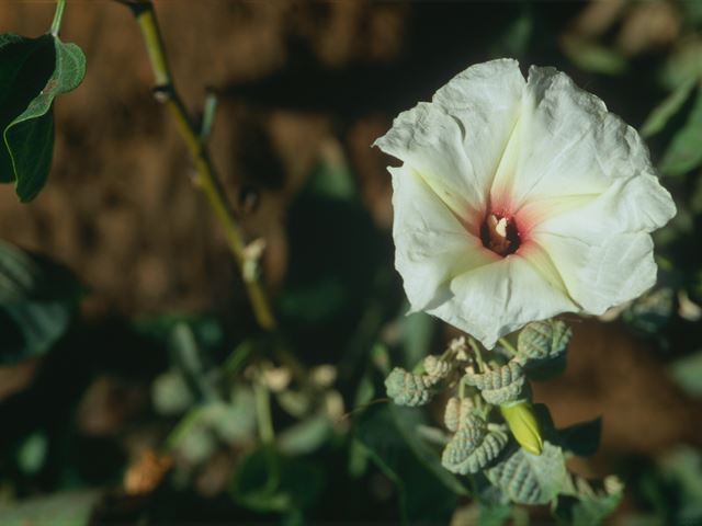 Ipomoea albivenia flower