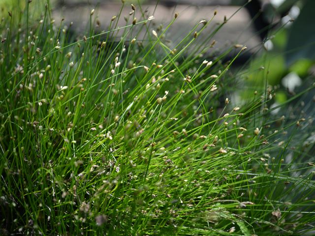 Isolepis cernua seed and flower heads