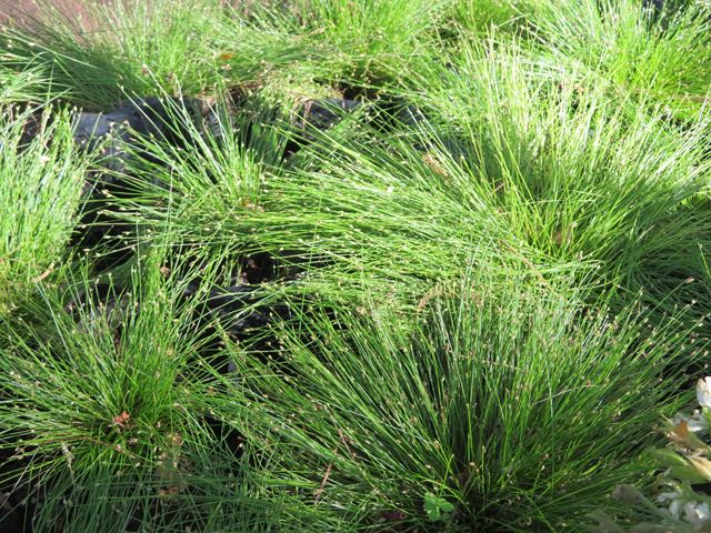 Isolepsis cernua Fibre optic grass for sale at Random Harvest Nursery