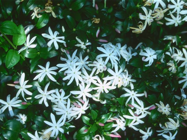 Jasminum stenolobum indigenous flowering creeper