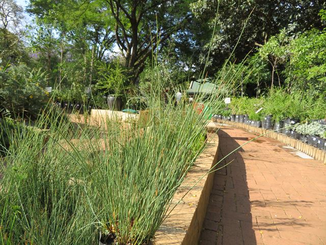 Juncus inflexus plants for water features and ponds