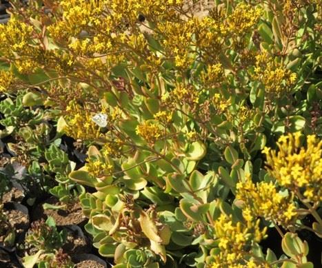 Kalanchoe rotundifolia yellow flowers