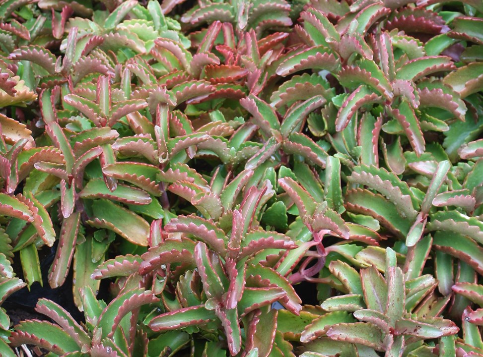 Kalanchoe sexangularis Kalkoentjies, Bosveldplakkie, Rooiblaarplakkie
