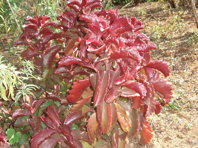 Kalanchoe sexangularis red succulent leaves