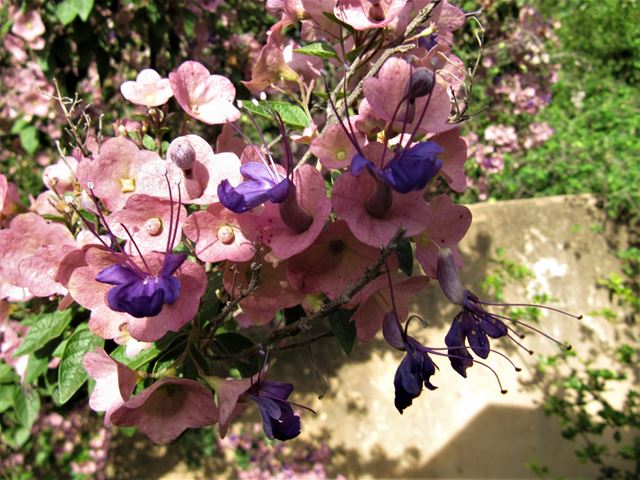 Karomia speciosa pink bracts purple flowers