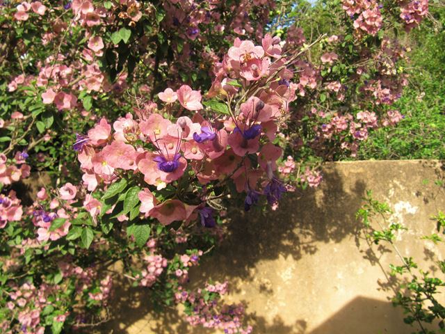 Karomia speciosa pink flower shrub