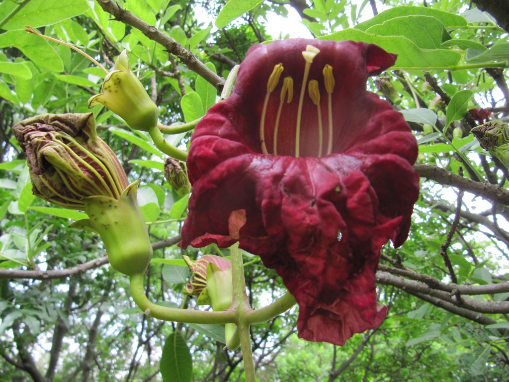 Kigelia Africana || Sausage Tree