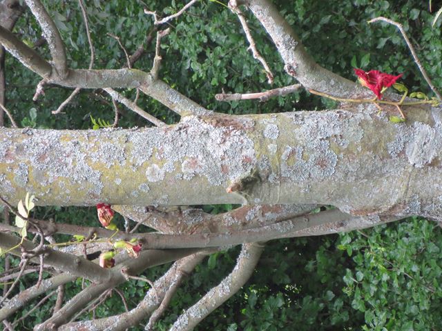 Kigelia africana inflorescence originating from stem