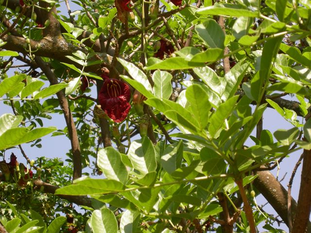 Kigelia africana leaves Random Harvest Nursery