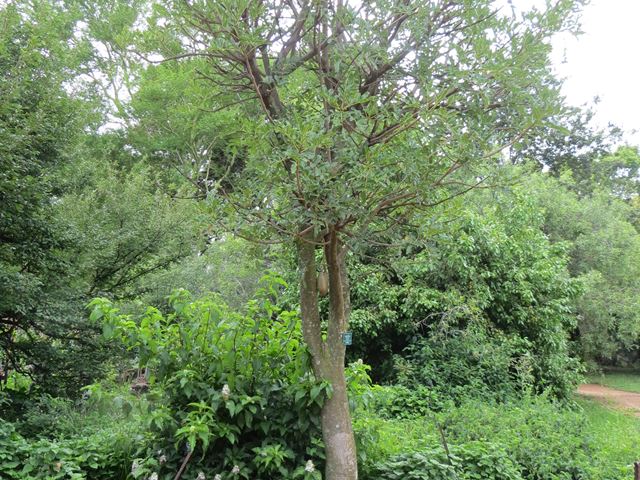 Kigelia africana tree at Random Harvest Nursery