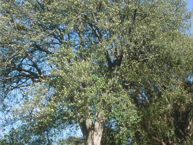 Kiggelaria africana Kirstenbosch Botanical Garden