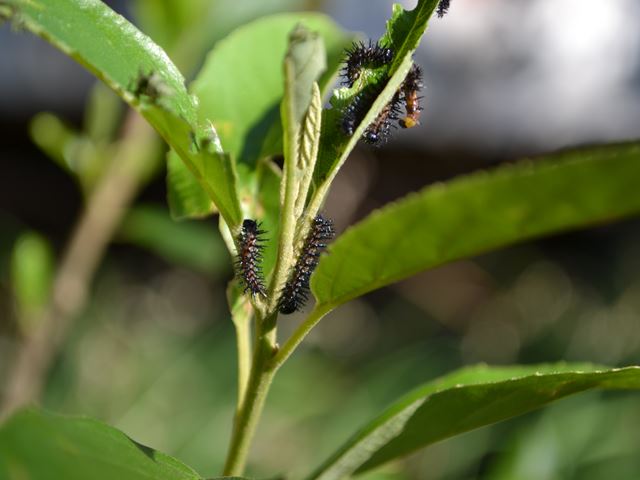 Kiggelaria africana larval host plant to Garden acraea larvae