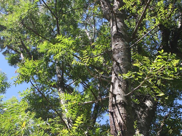Kirkia acuminata light shade tree
