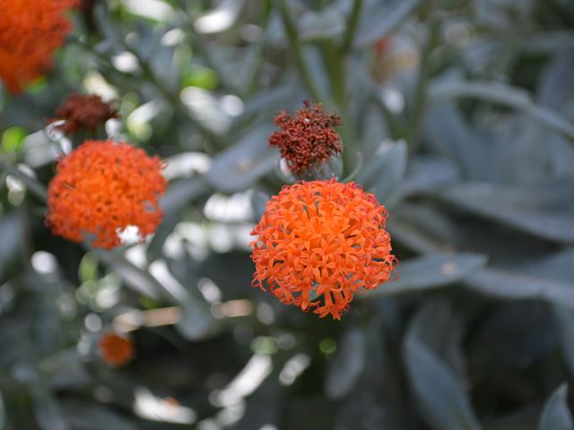 Kleinia fulgens flowers