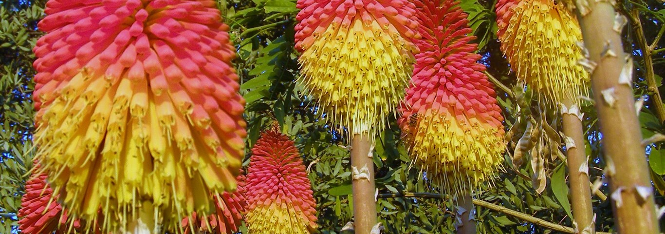 Kniphofia linearifolia Common Marsh Poker icacane, Umathunga Vuurpyl