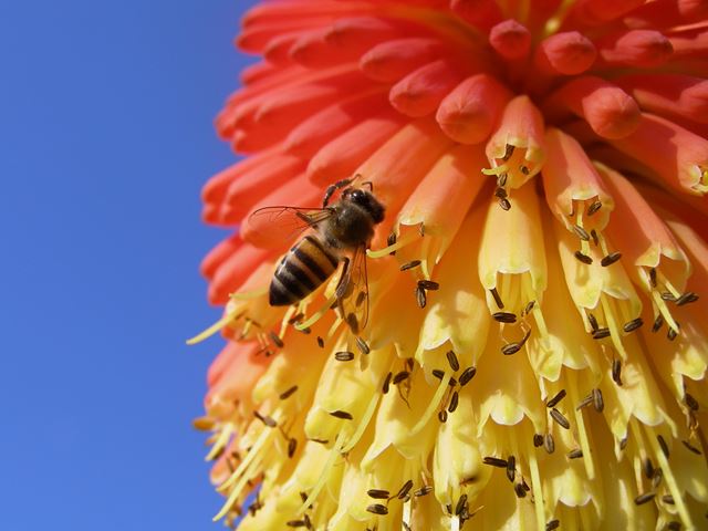 Kniphofia linearifolia pollinator bee