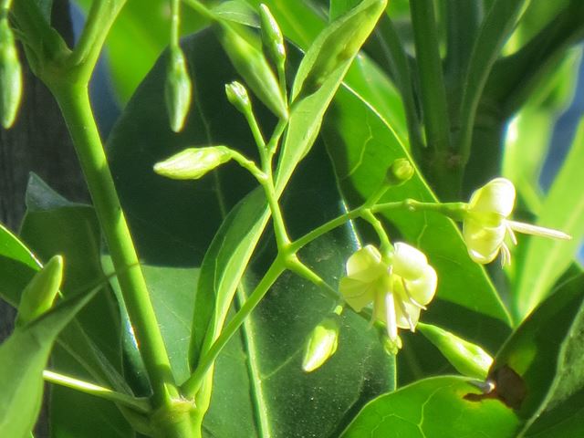 Kraussia floribunda host plant to Pelucid Hawkmoth
