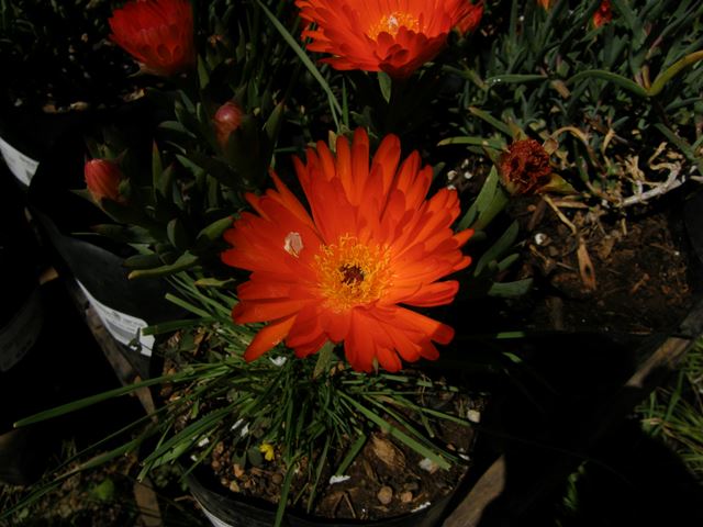 Lampranthus aureus Orange Golden Vygie for hot dry gardens