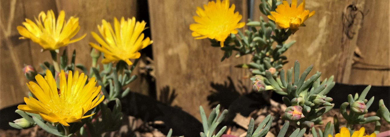 Lampranthus aureus Yellow