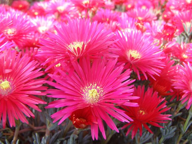 Lampranthus coccineus Red Vygie hardy colourful indigenous succulent