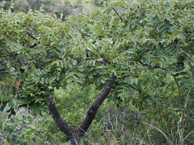 Lannea discolor Live long Indigenous tree with edible fruit