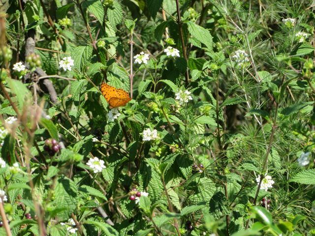 Lantana mearnsii Butterfly attracting plants