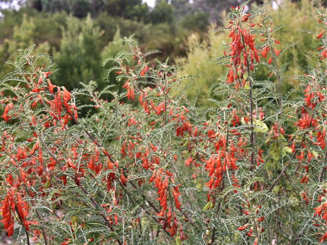 Lessertia frutescens Sutherlandia shrub