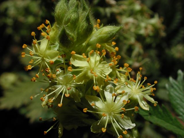 Leucosidea sericea flowers on inflorescence