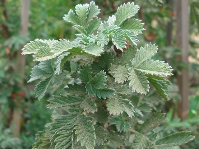 Leucosidea sericea leaf arrangement